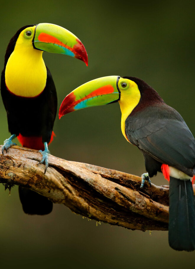 Birdwatching Tour | Hotel Igloo Beach Lodge Costa Rica