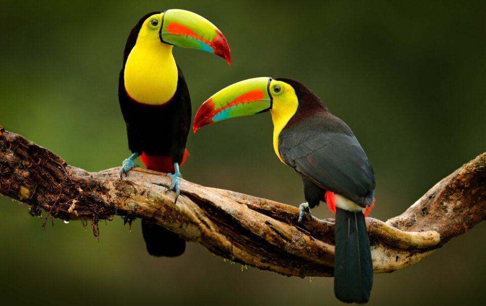 Birdwatching Tour | Hotel Igloo Beach Lodge Costa Rica
