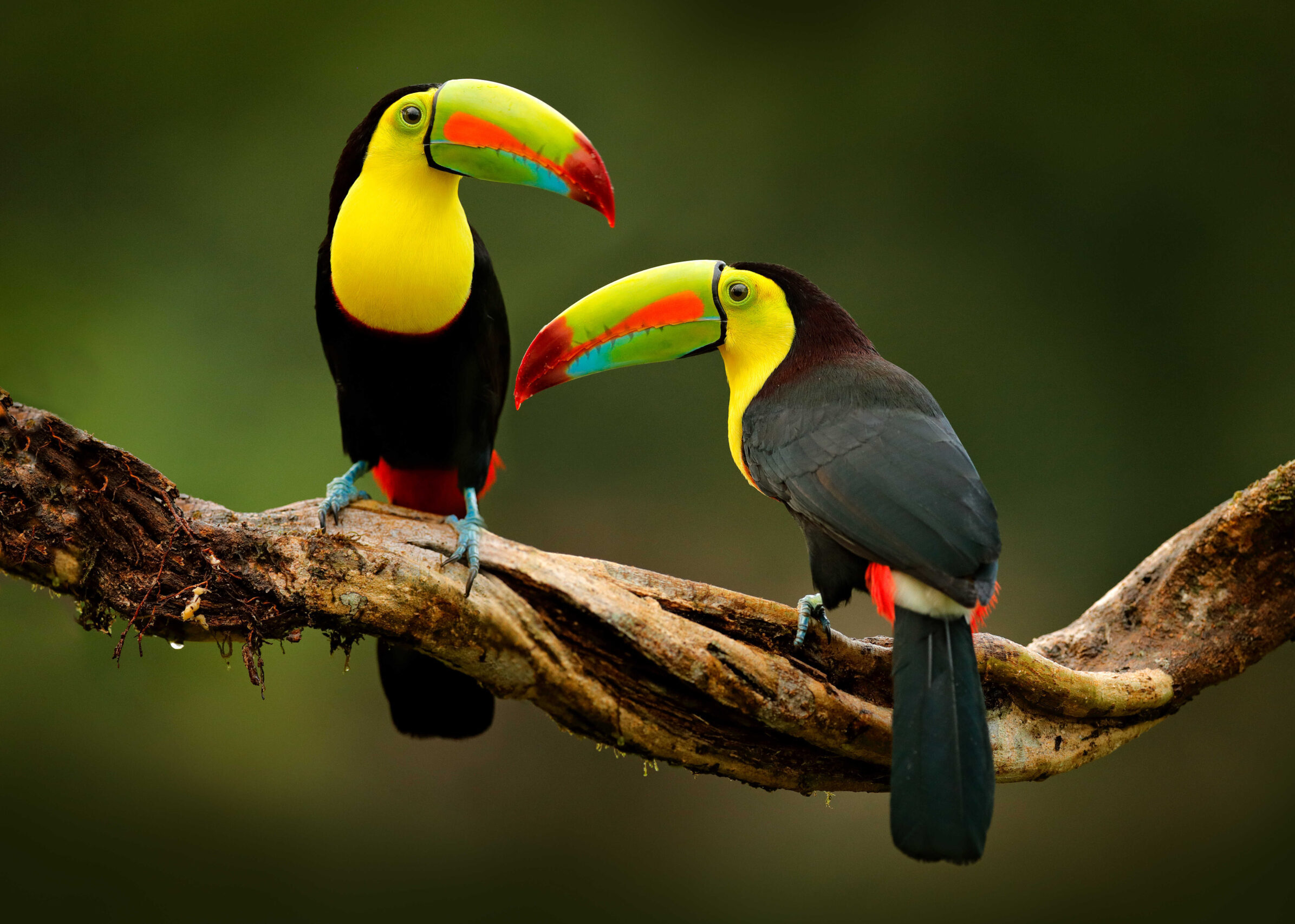 Birdwatching Tour | Hotel Igloo Beach Lodge Costa Rica