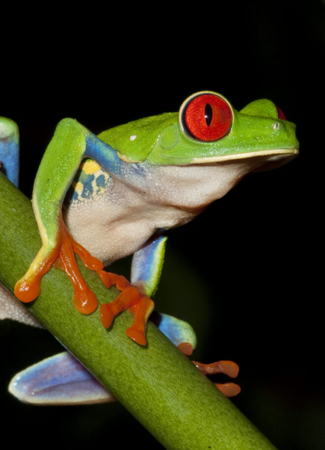 Night Walk Tour | Igloo Beach Lodge Hotel in Costa Rica