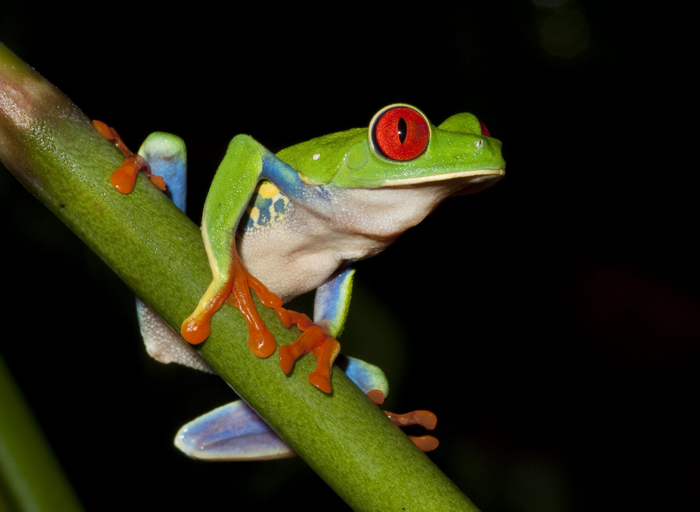 Night Walk Tour | Igloo Beach Lodge Hotel in Costa Rica